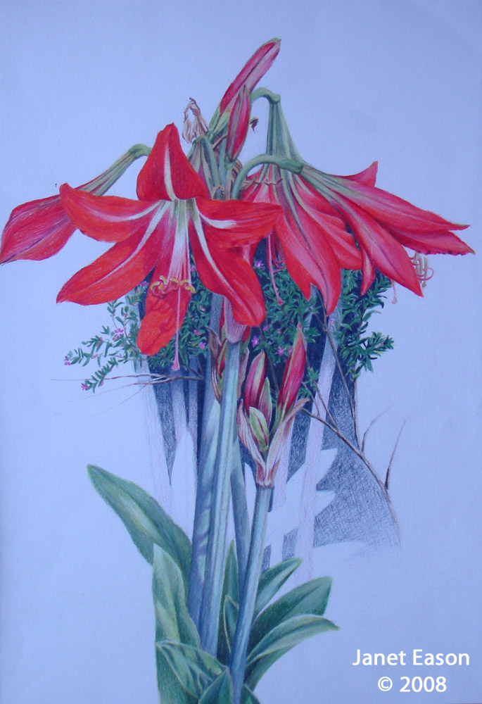 Colored pencil drawing - Flowers