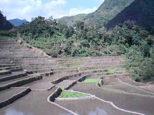 Rice terraces view from Samson Inn